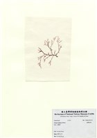 藏品(曲刺沙菜)的圖片